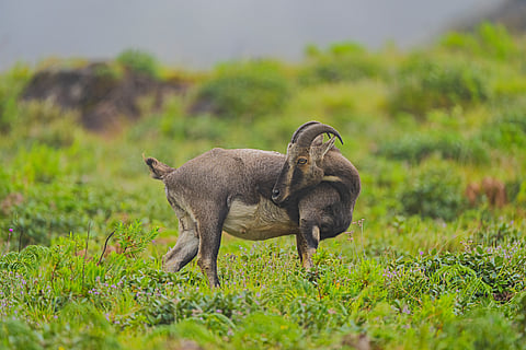 The Nilgiri tahr (Photo | Special arrangement)