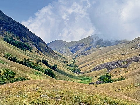 On Nilgiri Tahr Trail