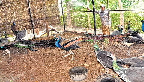 A worker sprays water on peacocks to help them beat the heat at Karimnagar Deer Park on Friday