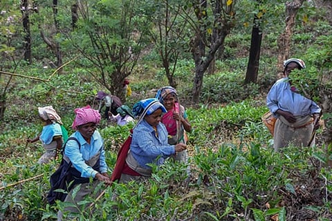The women tea estate workers are engaged in their job in Manjolai in Tirunelveli 