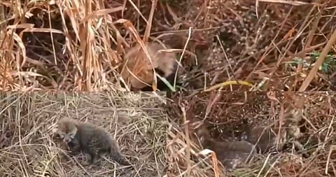 The 5 new cheetah cubs born in Kuno National Park (KNP) in MP’s Sheopur district