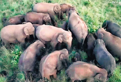 Recent drone shot of an elephant herd spotted at Thalakona in Tirupati 