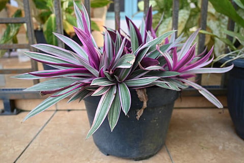 Roheo, the low-maintenance plant 
