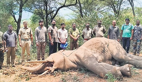 The 17-year-old elephant died on Tuesday morning.