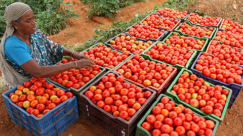 A woman picks quality tomatoes at a garden at Vayeilpatti near Theni.