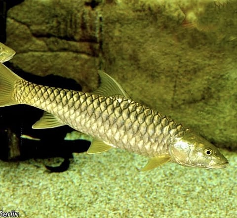 The endangered Golden Mahseer, Uttarakhand’s state fish, is witnessing a revival thanks to an unusual ally, the Vyasi Hydroelectric Project. 
