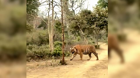 'Hercules', the massive tiger whose size has attracted significant attention, pictured in Uttarakhand.