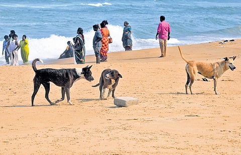 GCC plans to implement portal to manage pet and stray dog records in the city.