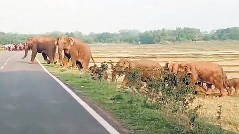 The herd of elephants crossing a road near Gopalpur forest | Express