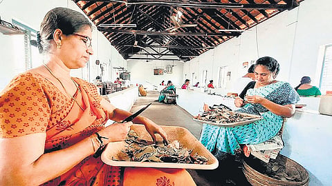 Workers at a Dinesh Beedi unit in Thavakkara.