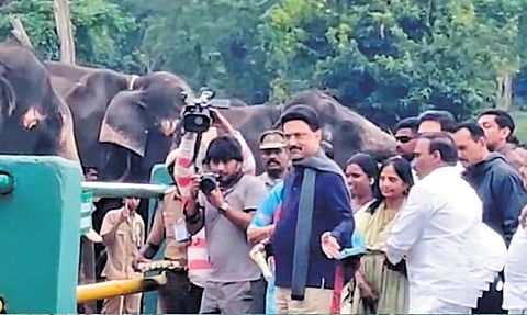 Chief Minister MK Stalin feeding sugarcane and fruits to captive elephants.