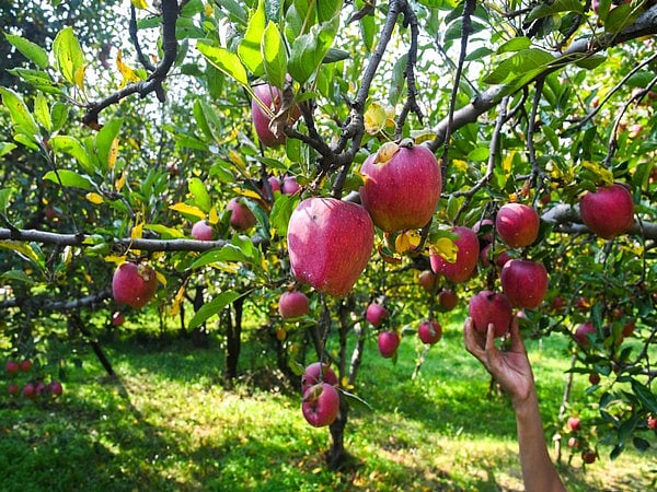 Ahead of India-US trade talks, apple farmers write to PM Modi, raising concerns over tariff cut on imports