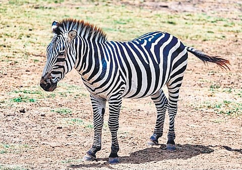 After more than a decade, giraffes and zebras may finally make their way to Kerala this year. 
