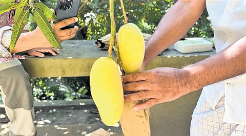 Enthusiasts from across the state have expressed interest to be part of the ‘mango verdict gathering’ at Abdurahman’s residence in Karuthaparamba in Kozhikode