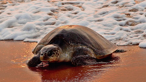 Conducted annually from November to May, Operation Olivia is a vital initiative by the ICG aimed at ensuring safe nesting grounds for Olive Ridley turtles