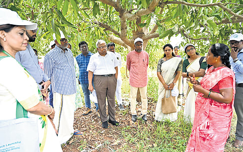 K. Ramadevi, a determined farmer from Chevuturu Village in G. Konduru Mandal, of NTR District transformed her life and land through the practice of Natural Farming. Along with her husband named Srinivas Rao, and two children, she initially struggled with the challenges of mono-cropping cotton on their 2.30 acres of land. The continuous use of chemical fertilizers had degraded the soil, making it hard like stone.
