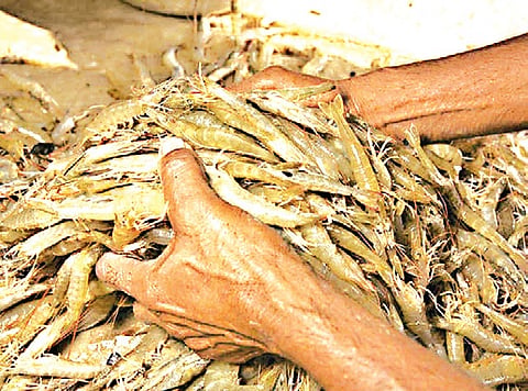 Bapatla is one of the leading districts in Andhra Pradesh for shrimp farming, with nearly 22,000 acres under cultivation and over 6,700 farmers depending on the sector.