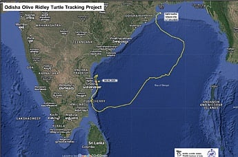Olive Ridley turtle reached Andhra coast traversing sea waters of Sri Lanka, Pondicherry, and Tamil Nadu in 51 days.