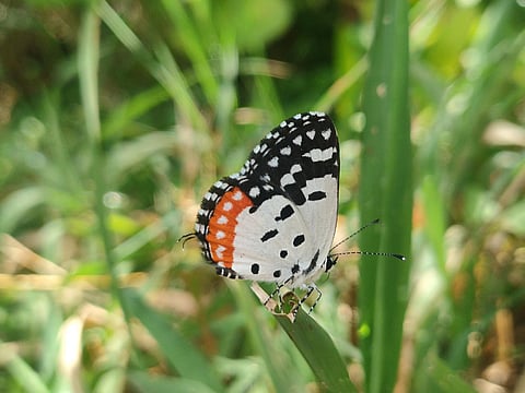 Red Peirrot