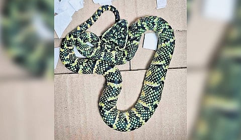 Wagler’s pit vipers were seized by Bengaluru Customs officials 