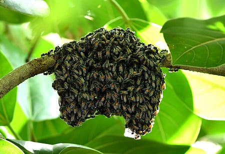 Trainee officers were standing near the nursery when a bird pecked at the beehive, leading the bees to start stinging. 