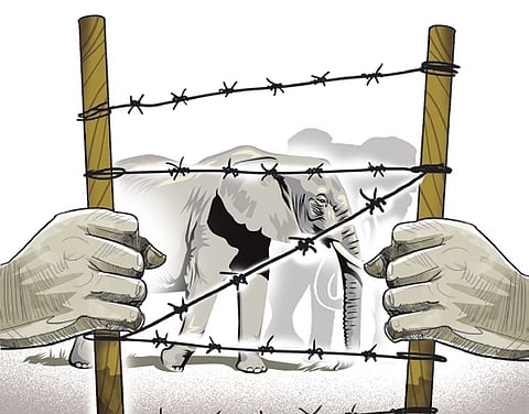 Five people have lost their lives in elephant attacks in the past three months across Belur, Alur, and Sakleshpur taluks of the Hassan district.