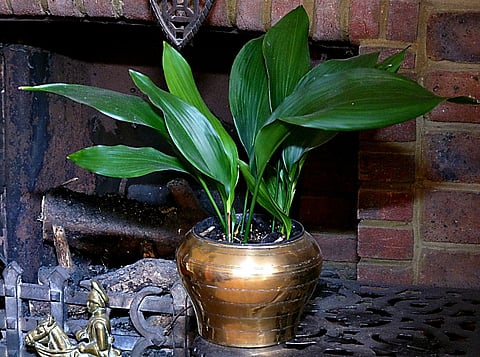 Aspidistra: A low-light gem to enhance 
the aesthetics