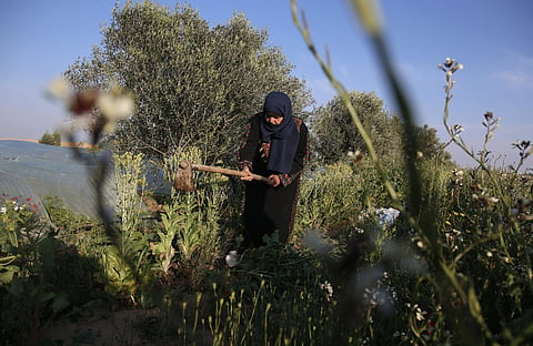 Palestinian farmer Amouna Abu Rajila, 66, works in her family farm near the border with Israel, east of Khan Yunis in the southern Gaza Strip.