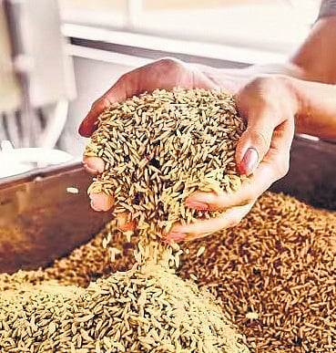 Food grain production all set to score new record