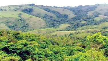 Annual tree cover loss figures for recent years include 2.87 thousand hectares in 2024, 2.96 thousand hectares in 2023, 1.24 thousand hectares in 2022, 854 hectares in 2021, 1.40 thousand hectares in 2020, and 1.90 thousand hectares in 2019. 