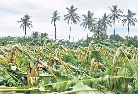 Plantains damaged by the gale that struck on Tuesday 