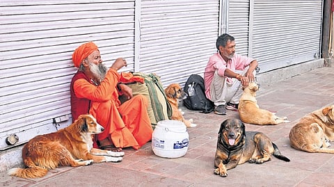 Street dogs resting at Chandni Chowk.
