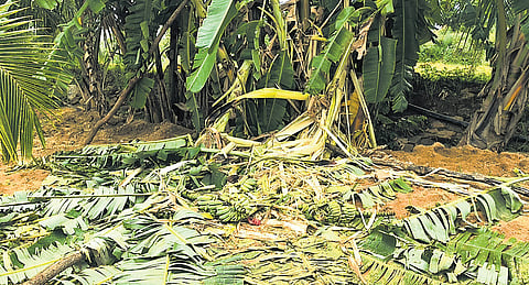 A ravaged banana plantation at Avulayagaripalli in Annamayya district.