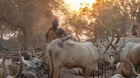 Among South Sudan’s rural households, much of the financial capital is held in cows. 