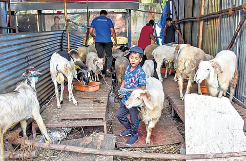 The price of live sheep now starts at Rs 450 per kg and goes till Rs 800.  