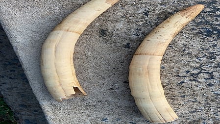 It may be recalled that Manomboly forest range officials arrested five persons, including the two temporary staff, on the charges of trying to sell two elephant tusks at Thaimudi estate after retrieving the tusks from a dead elephant inside the forest on June 20. 