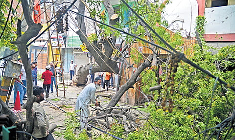 People involved in removing a neem tree uprooted by Sunday’s heavy rain and thunderstorm in Ashram. 