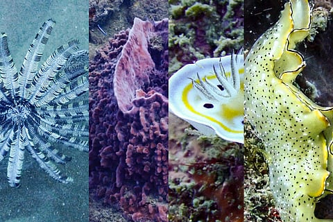 A glimpse of  the vibrant colours and extraordinary creatures that Chennai's seas hide