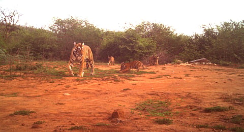 Joy as tigress at Sariska gives birth to four cubs