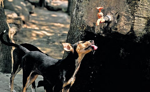 A dog reaches out for a drop of water amid scorching heat in Odisha's Sikharchandi Hill. 