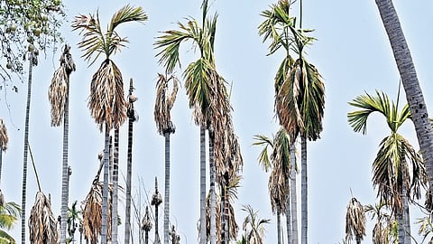 Areca palm.
