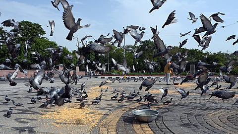 A man feeds pigeons at Vijay Ghat in New Delhi on June 3, 2025, as the National Green Tribunal (NGT) raises the issue of the adverse effect of dried pigeons droppings. 