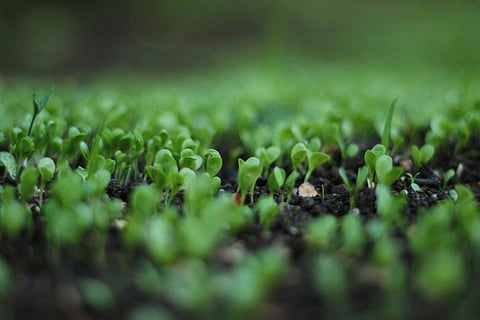 The pilot project seeks to create sustainable self-employment opportunities while encouraging community participation in the upkeep of public green spaces.