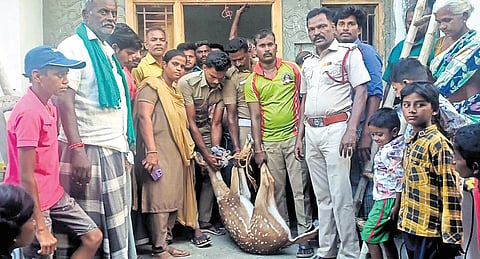 A local veterinarian treated its injuries, and the deer was released into the forest near Vadacheri in Karur on Saturday 