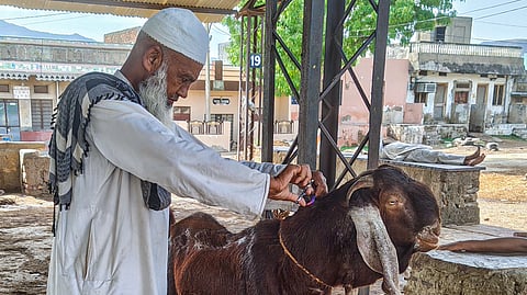 A vendor cuts the hair of a goat at a livestock market ahead of the Eid al-Adha festival in Ajmer, June 04, 2025.