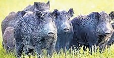 Sources said the Union Ministry of Forest and Environment has made it clear that it won’t accept the two demands put forth by the state government.