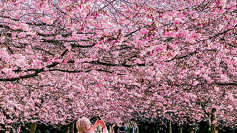 Bispebjerg’s cherry blossom