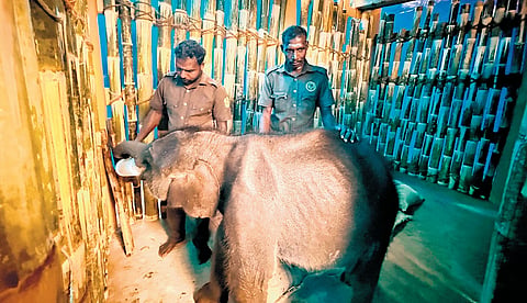 The elephant calf has been brought to the camp at Kozhikamuthi  on Friday 