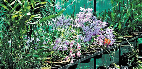 Khyanjeet Gogoi, a science teacher at Rupai High School, has spent over three decades nurturing a collection of 850 orchid species at his Regional Orchids Germplasm Conservation & Propagation Centre. 