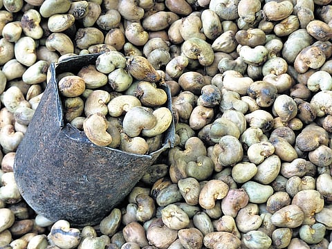 Indian middle class has developed a taste for cashew nuts, not just as a snack but also as an ingredient in baked goods and other food items. 